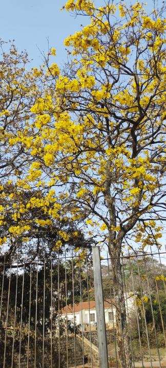Foto 21 de 31 — Florada dos ipês dá novo colorido a Araraquara e internautas enviam fotos; veja